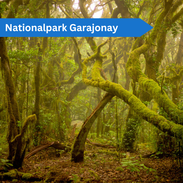 Nationalpark Garajonay